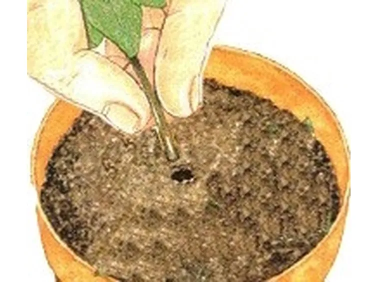 talea di ficus elastica