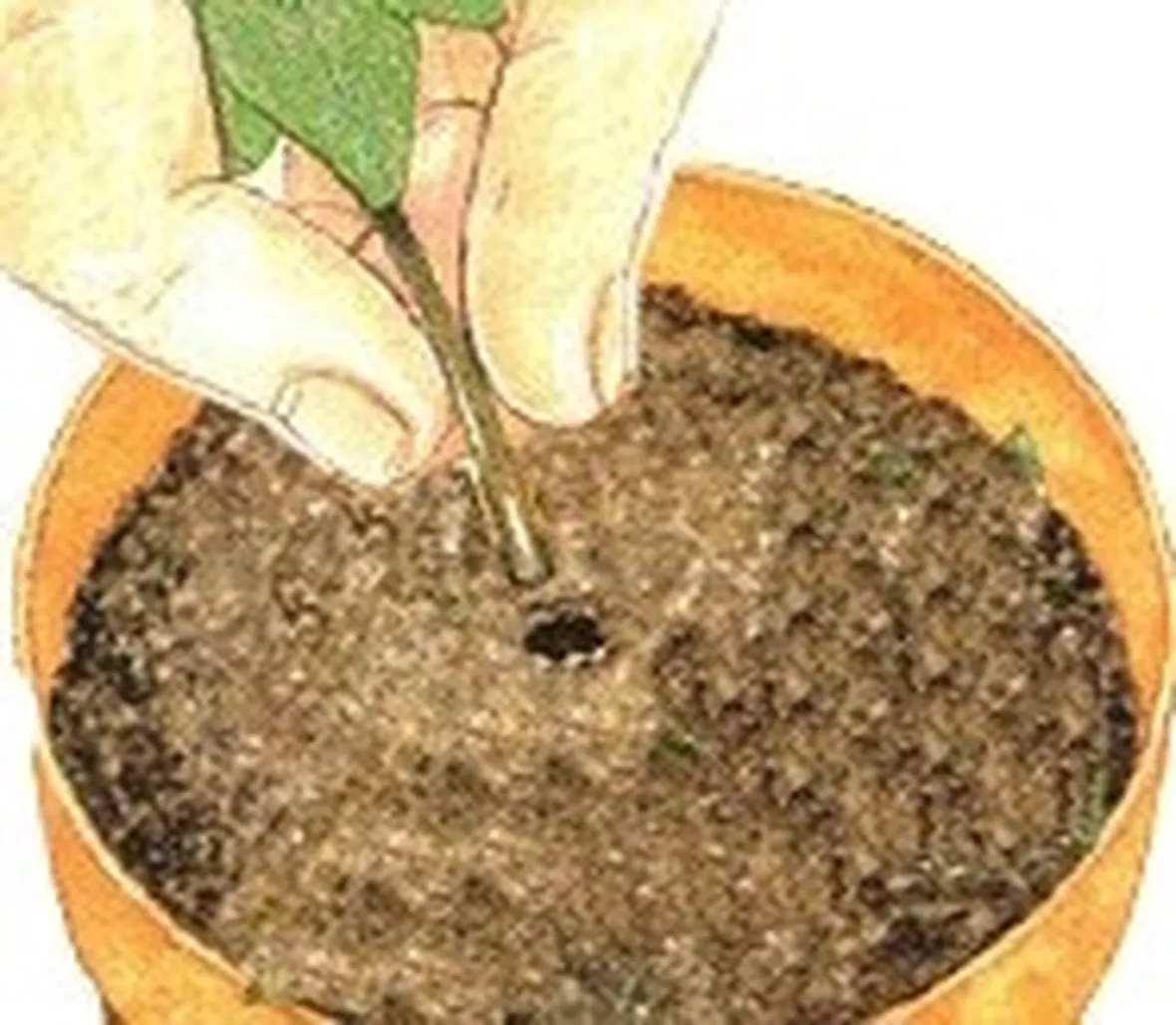 talea di ficus elastica