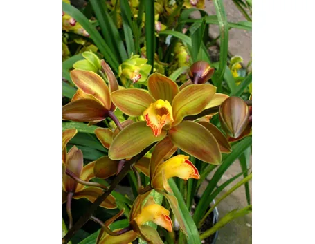 Annaffiare i Cymbidium