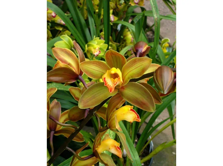 Annaffiare i Cymbidium