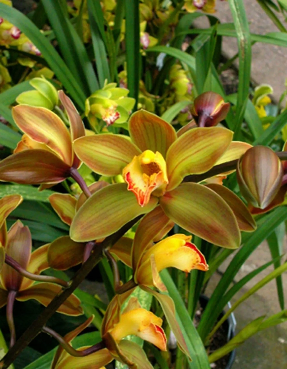 Annaffiare i Cymbidium