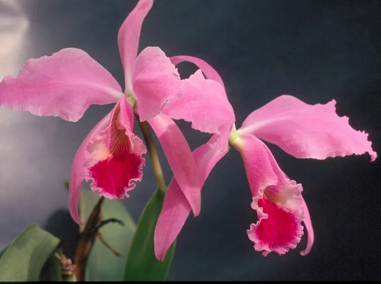 Catleia rosa