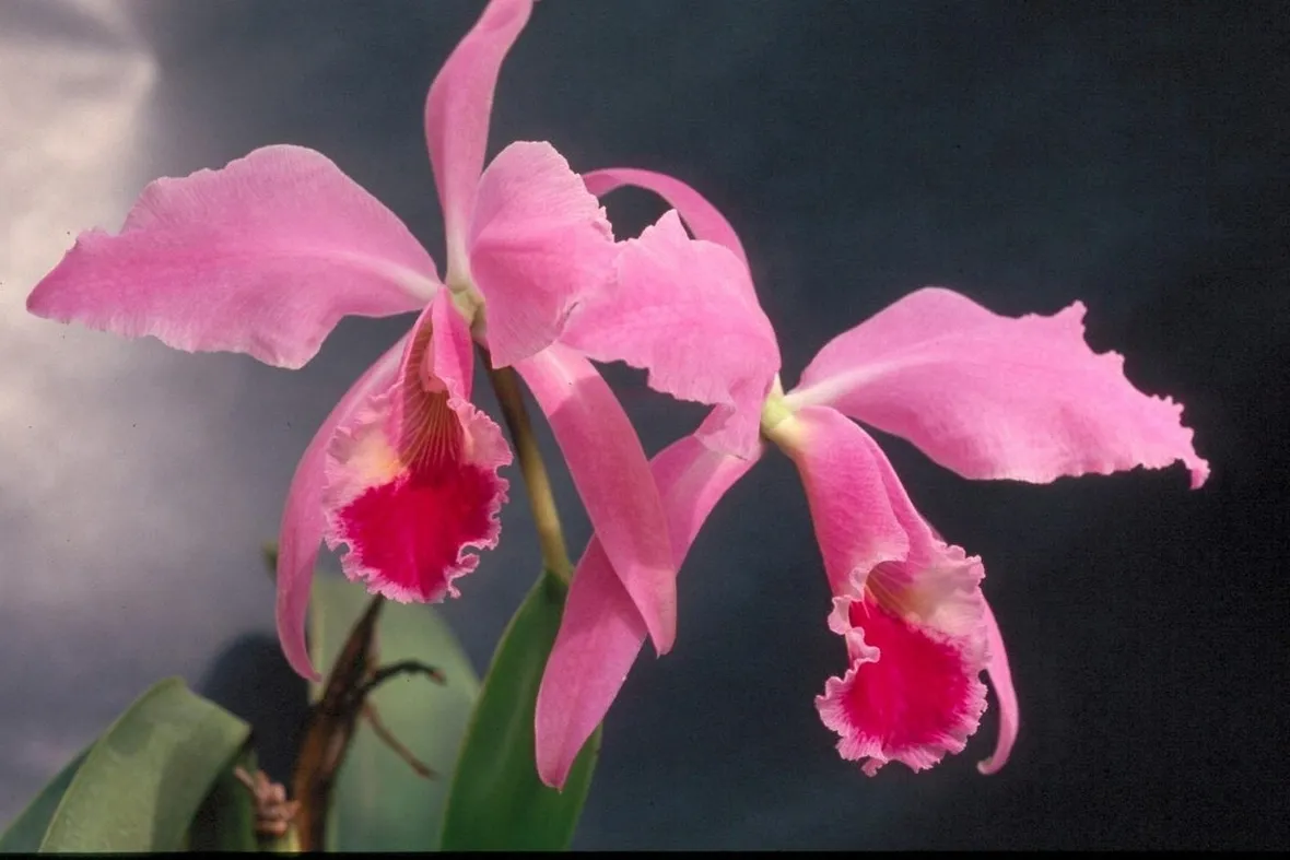 Catleia rosa