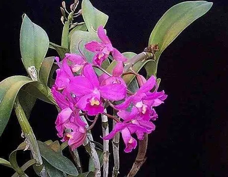 Catleia