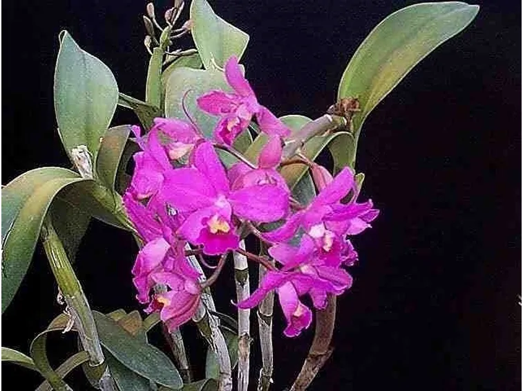 Catleia