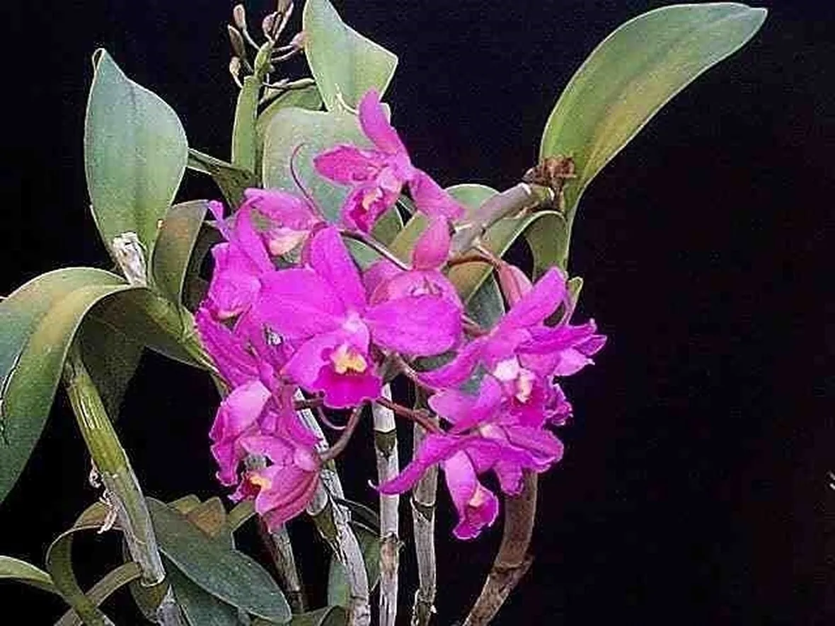 Catleia