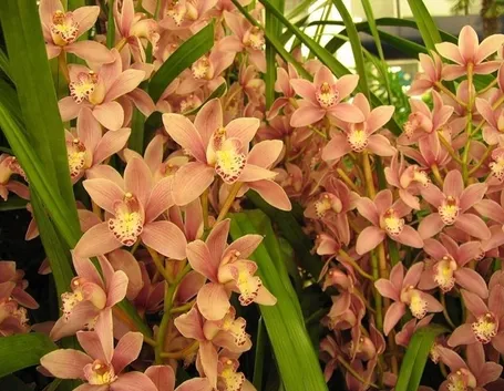 Clima per il cymbidium