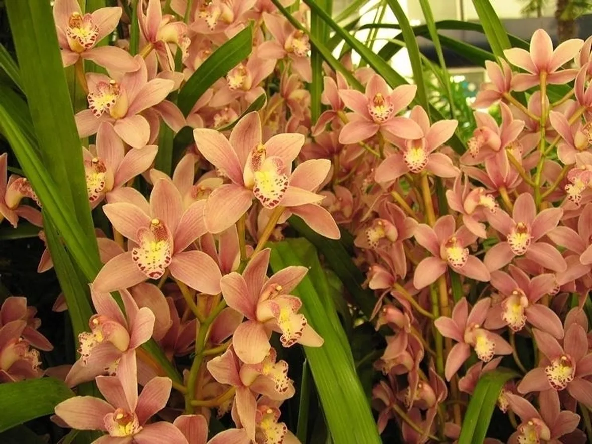 Clima per il cymbidium
