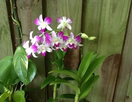 Coltivare il Dendrobium nobile