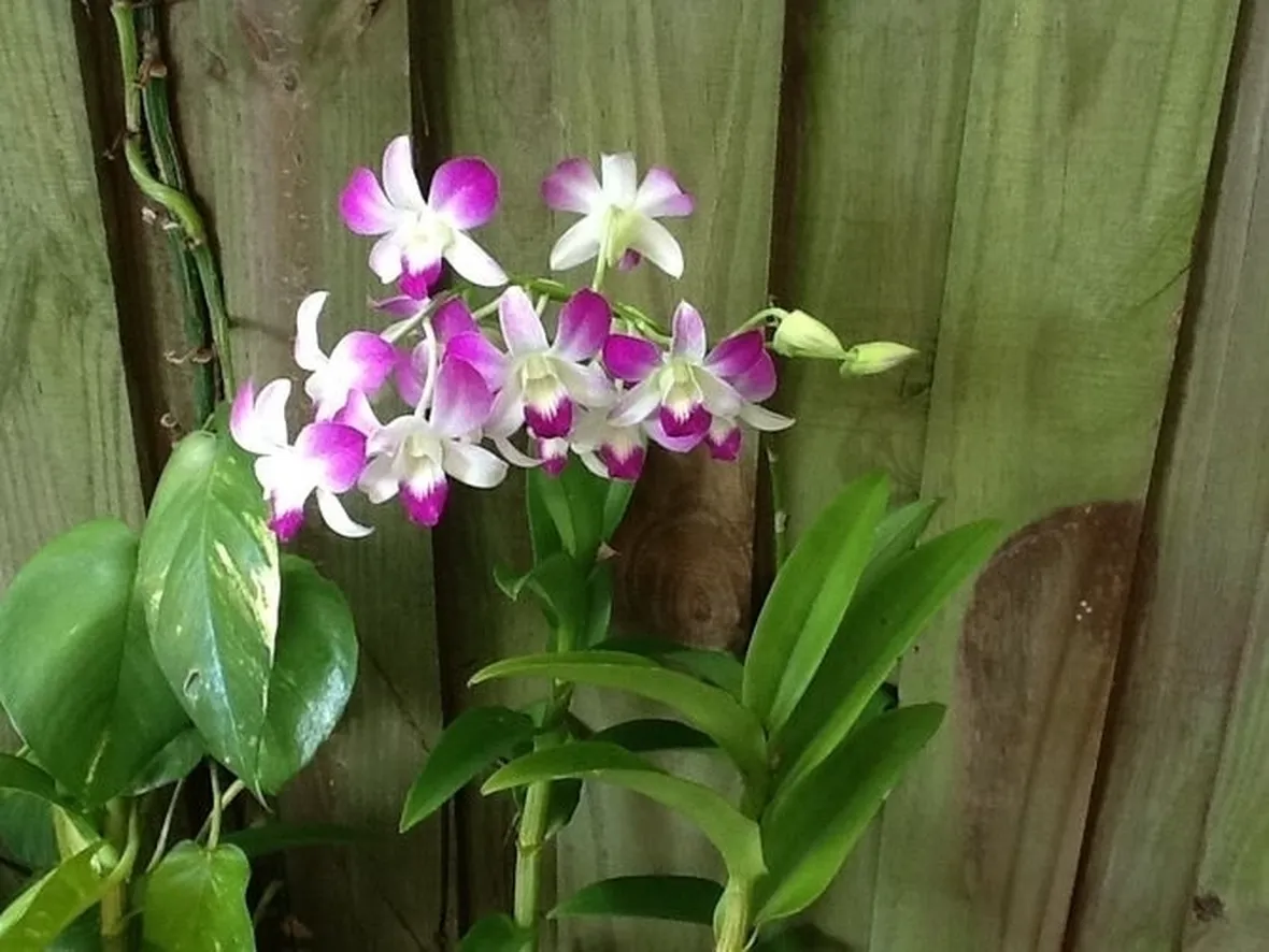 Coltivare il Dendrobium nobile