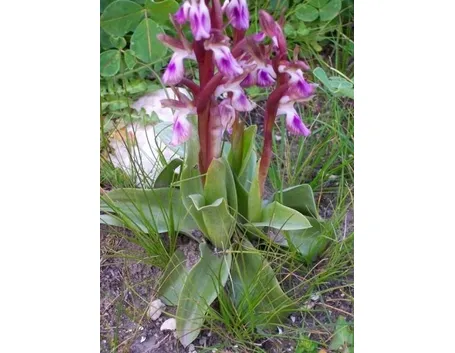 Come coltivare le orchidee selvatiche