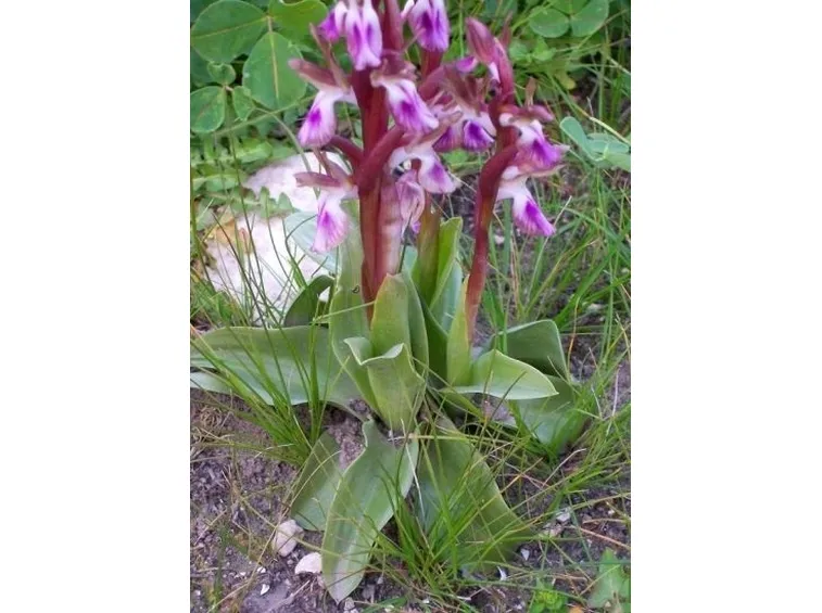 Come coltivare le orchidee selvatiche