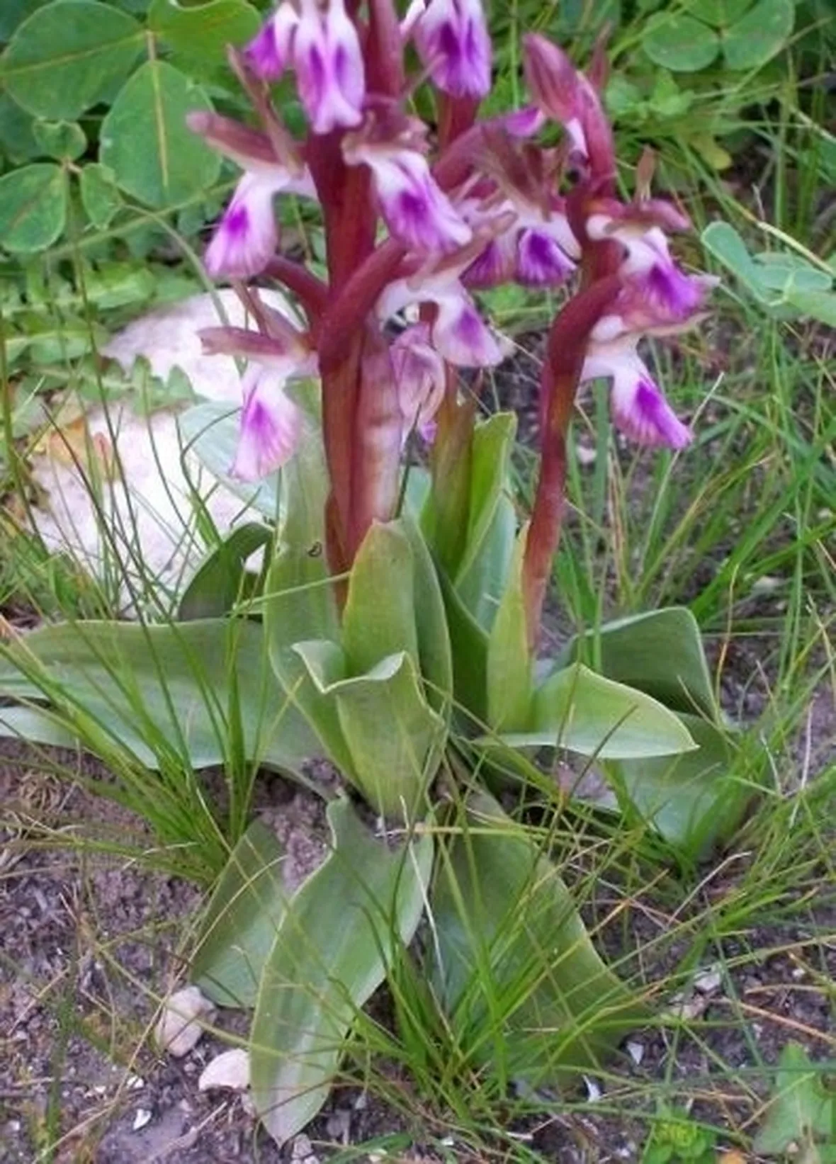 Come coltivare le orchidee selvatiche