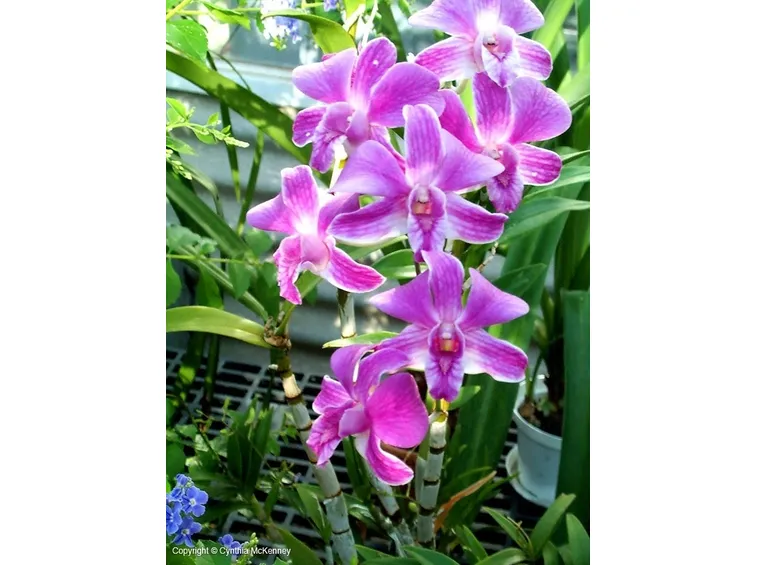 Come e quando annaffiare Dendrobium