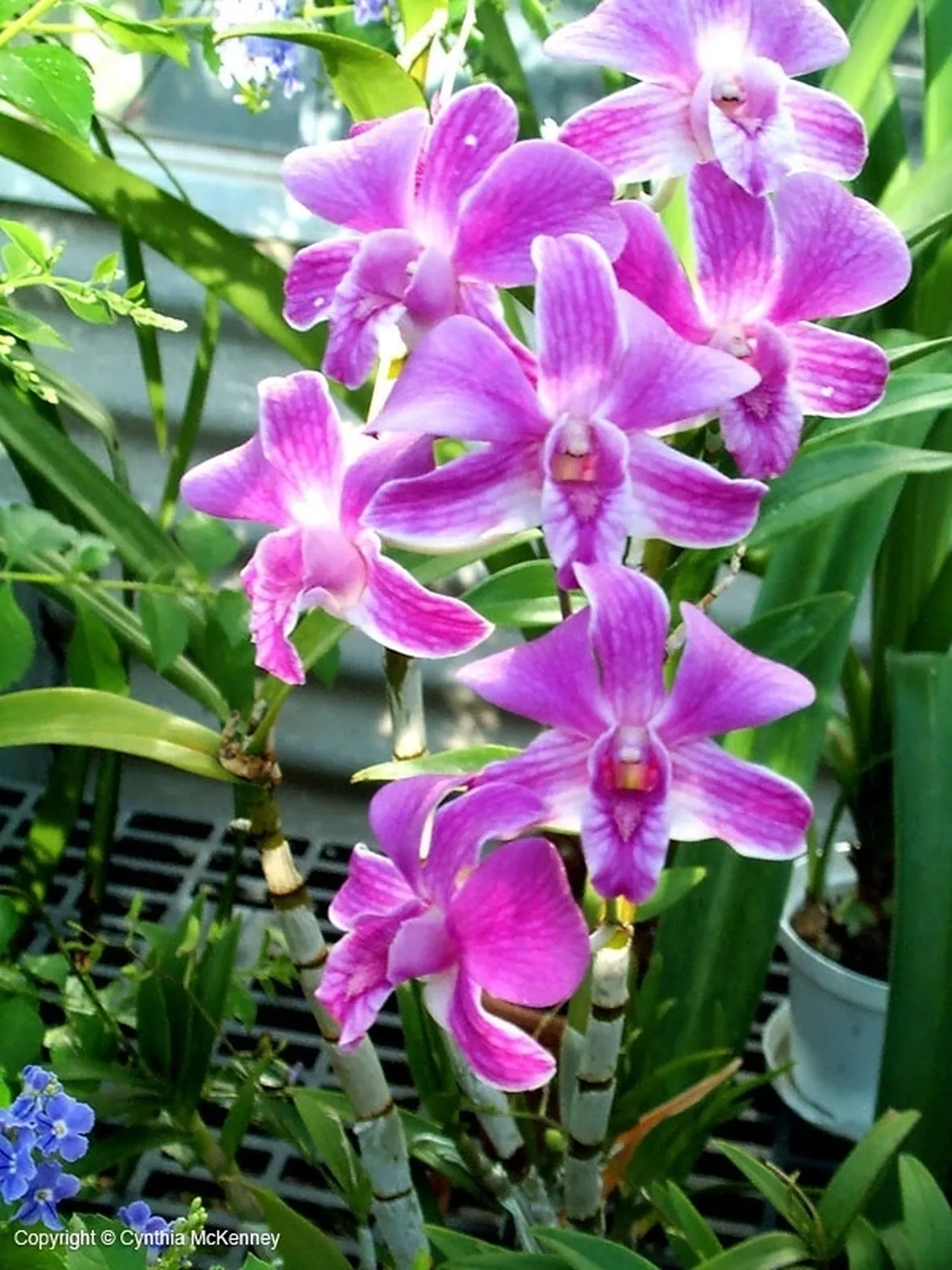 Come e quando annaffiare Dendrobium