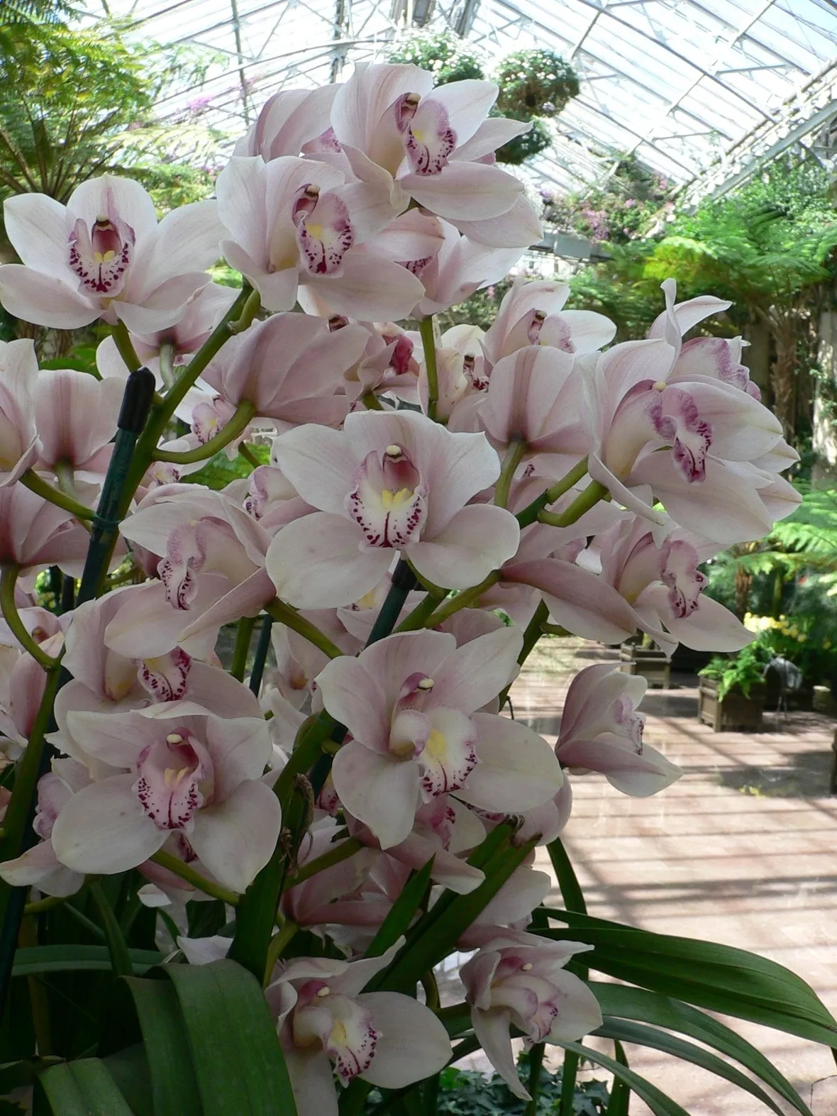 Concimare i Cymbidium