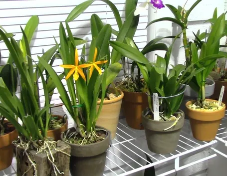 concimazione delle orchidee