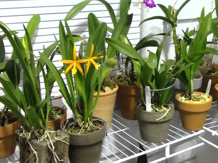 concimazione delle orchidee