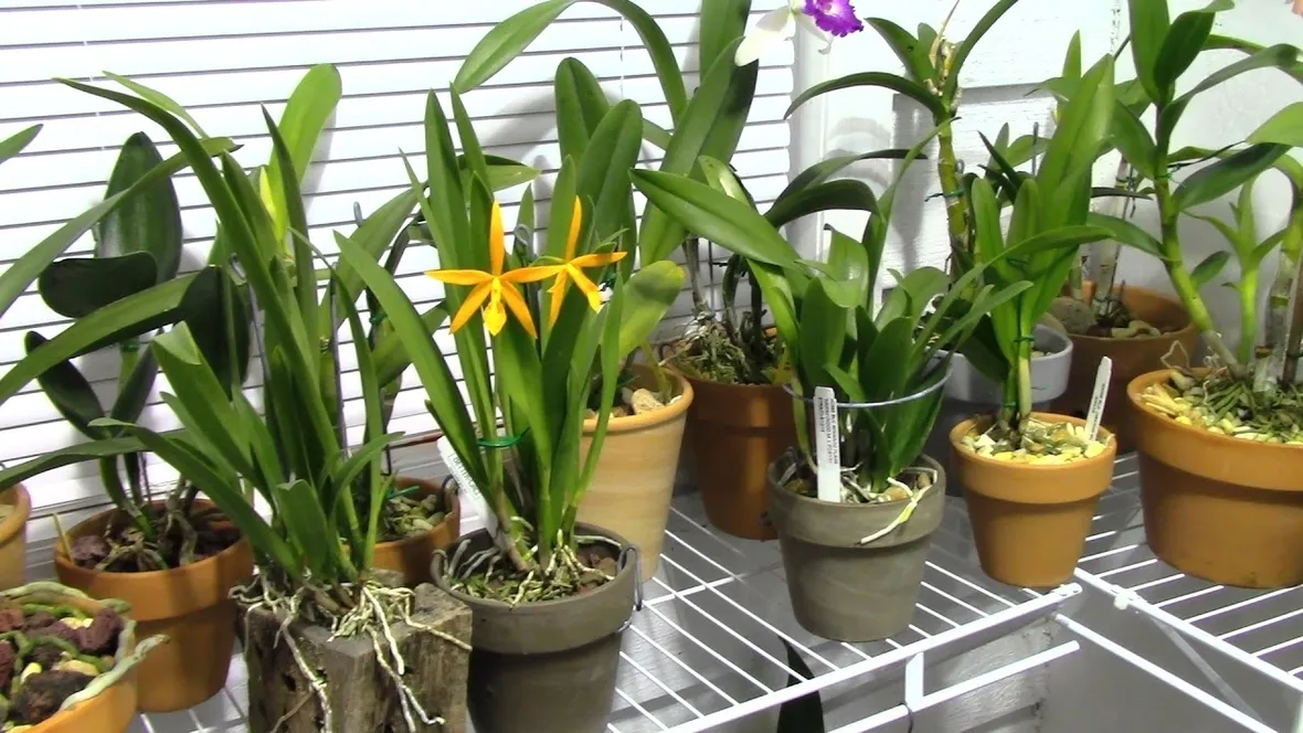 concimazione delle orchidee