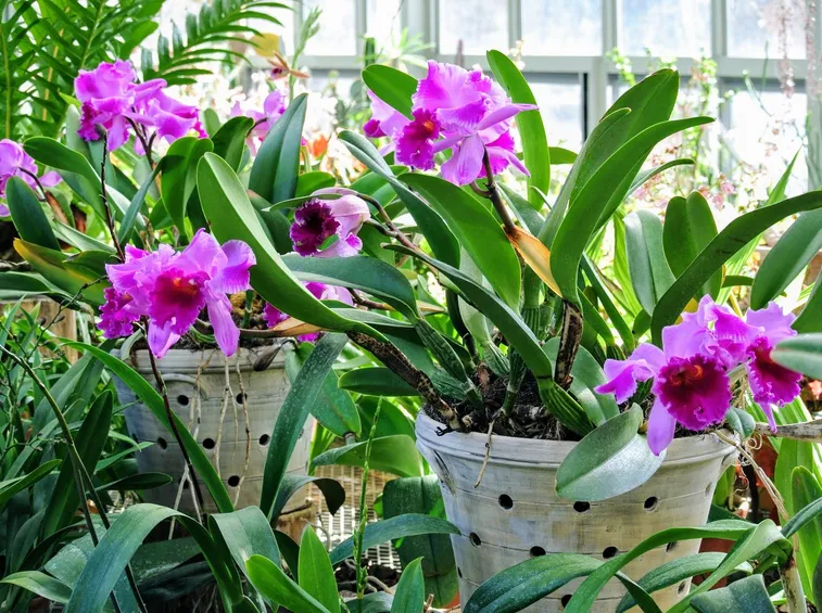 concimazione delle orchidee