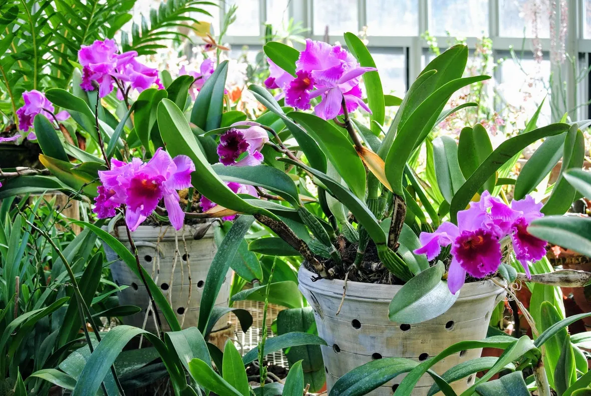 concimazione delle orchidee