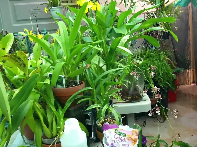 concimazione delle orchidee