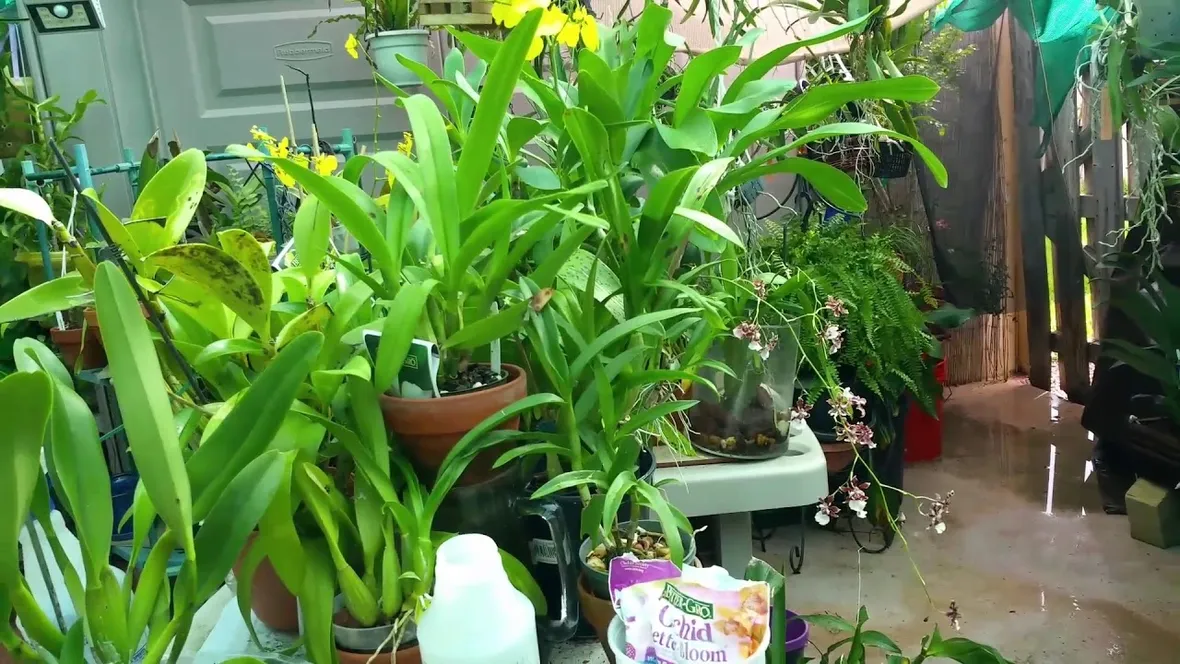 concimazione delle orchidee