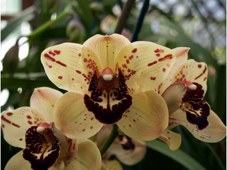 concimazione delle orchidee
