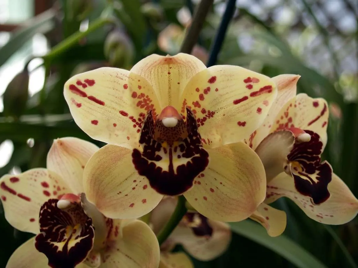 concimazione delle orchidee