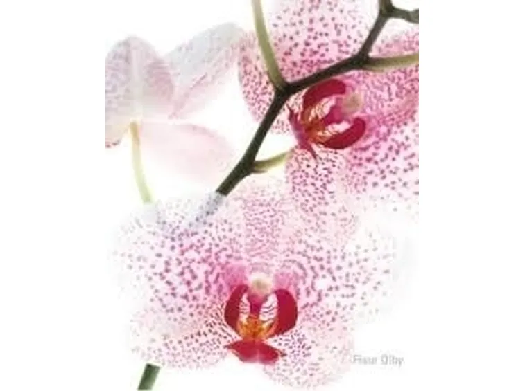 Concimazione delle orchidee