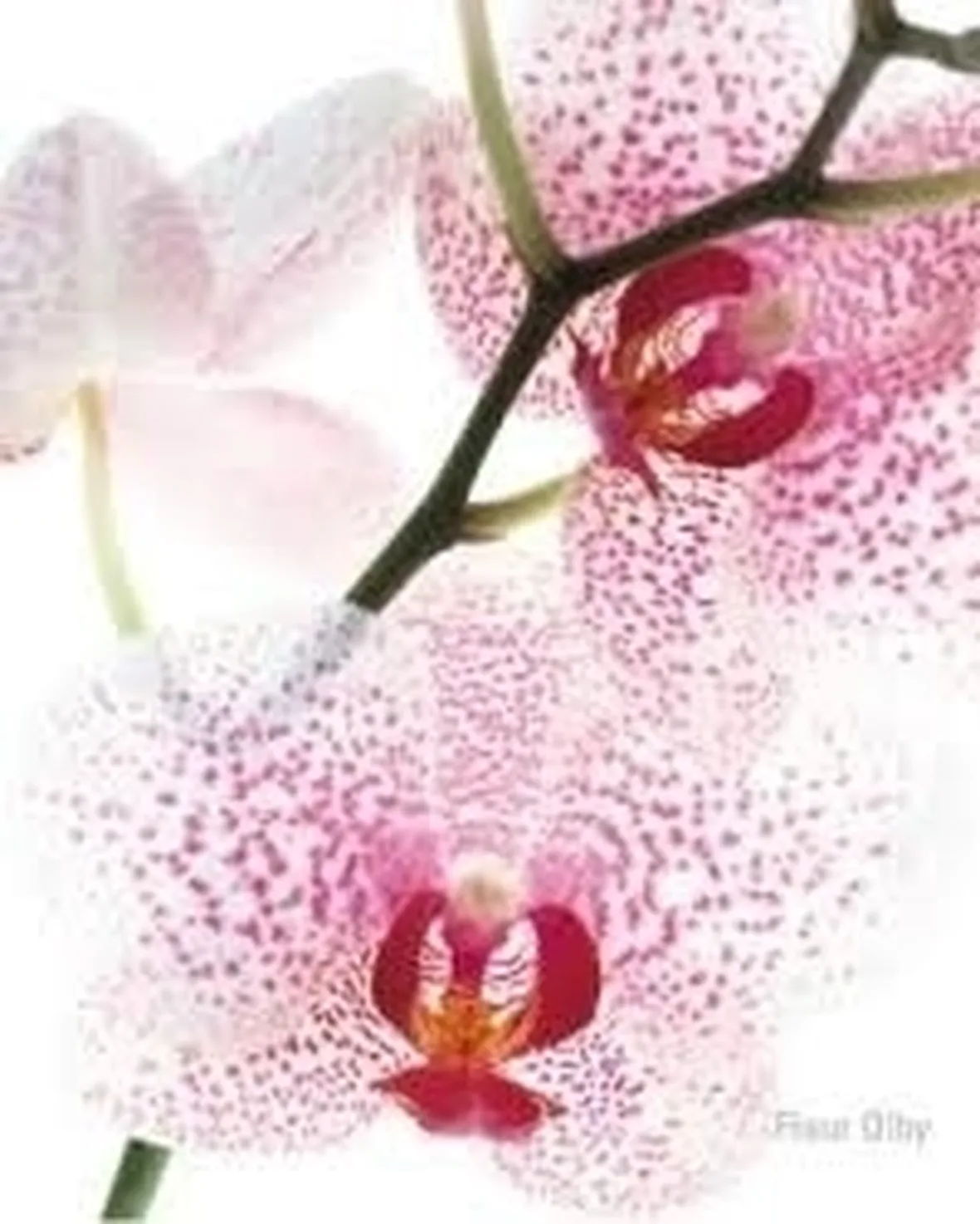 Concimazione delle orchidee