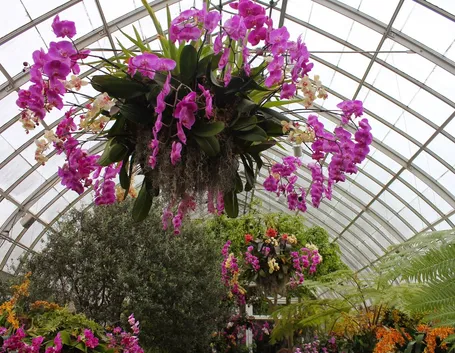 concimazione delle orchidee