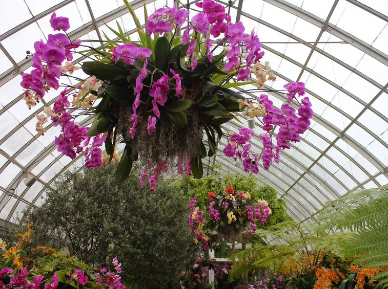 concimazione delle orchidee