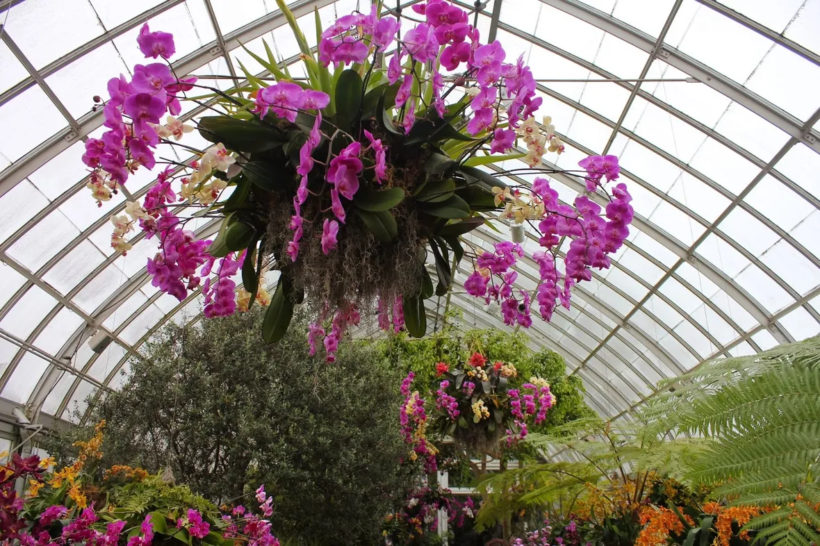 concimazione delle orchidee