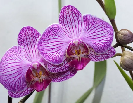 concimazione delle orchidee