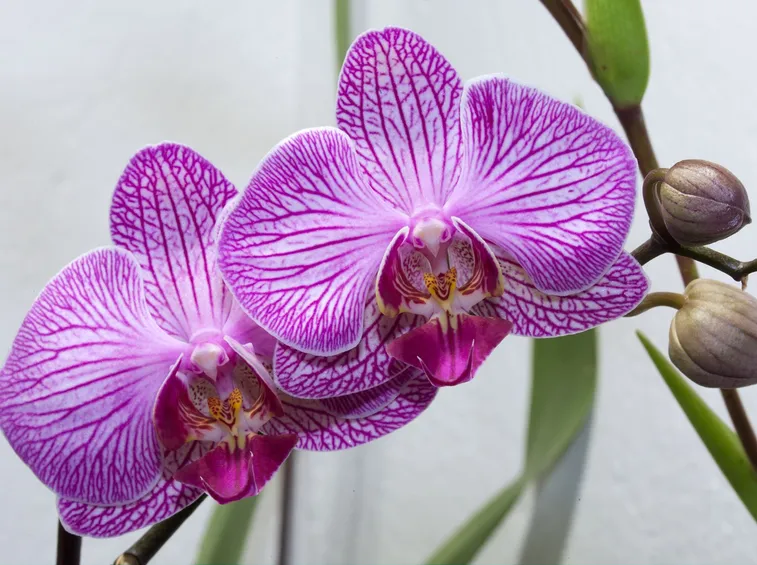 concimazione delle orchidee