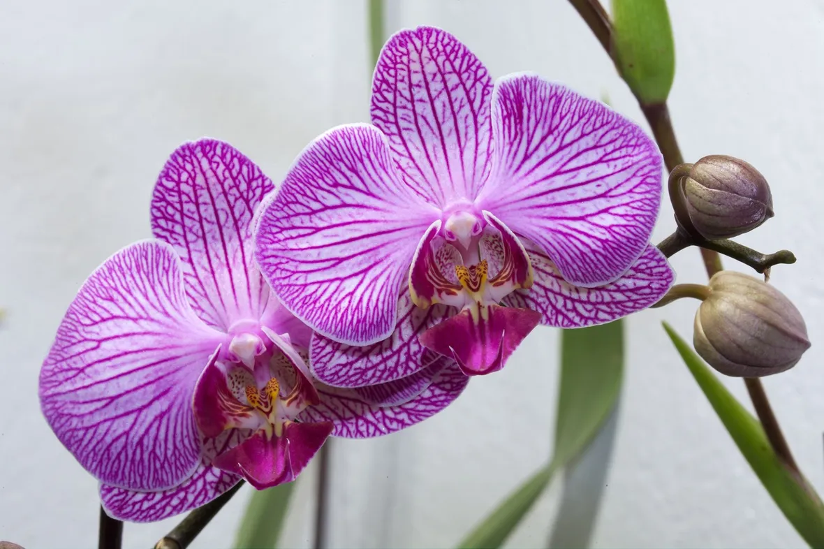 concimazione delle orchidee