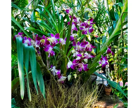 concimazione delle orchidee