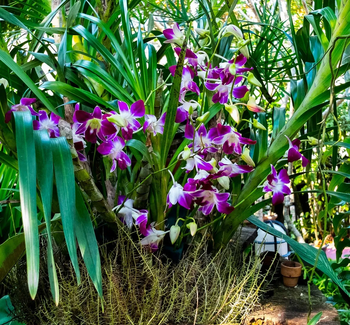 concimazione delle orchidee