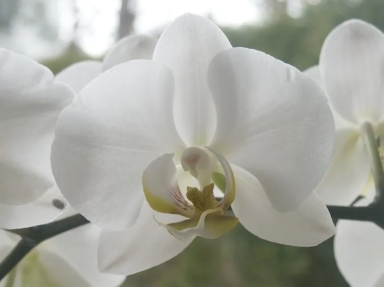 Consigli di base per la cura delle orchidee
