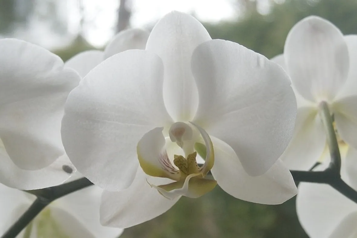 Consigli di base per la cura delle orchidee