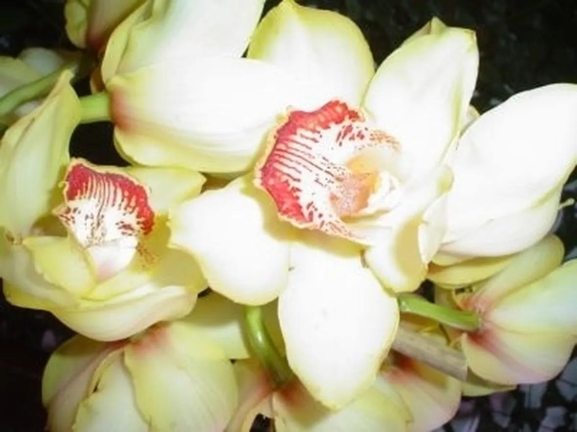 cura delle orchidee-4