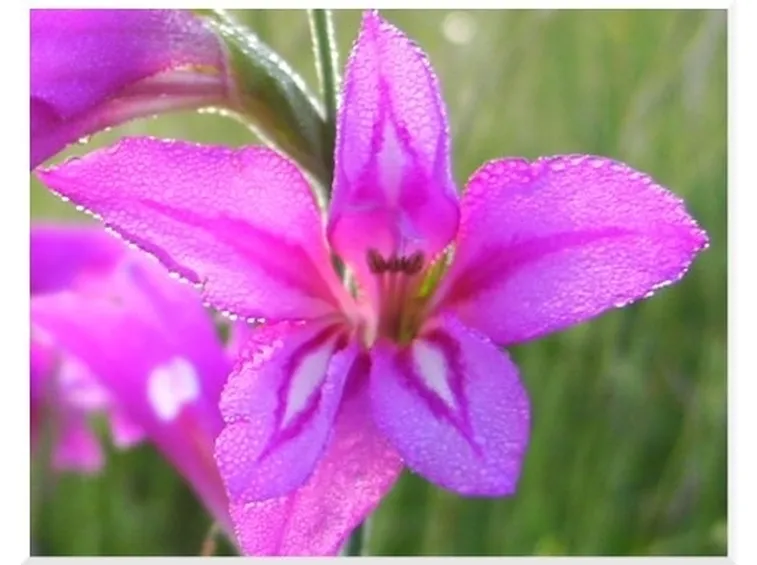 cura delle orchidee-6