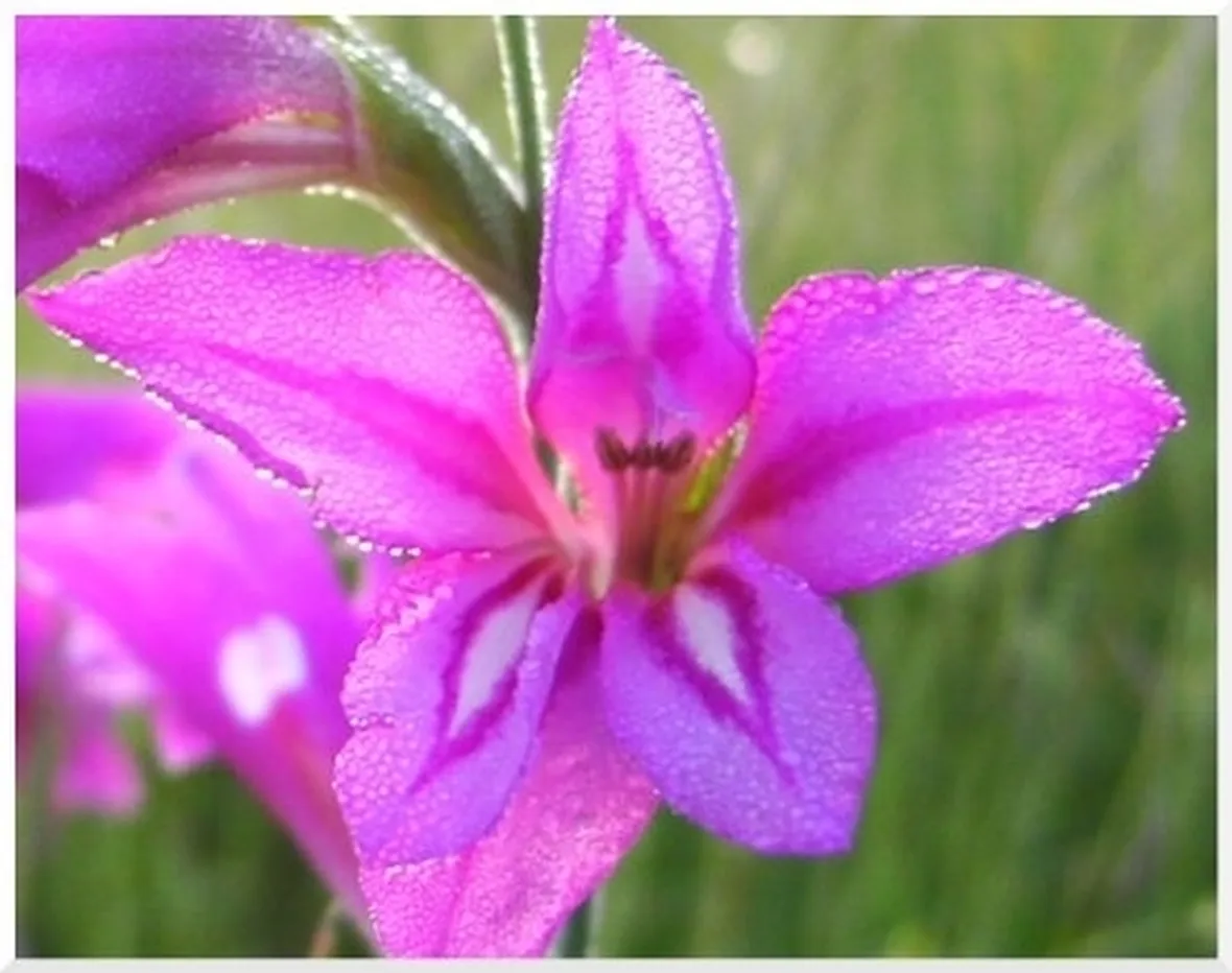 cura delle orchidee-6