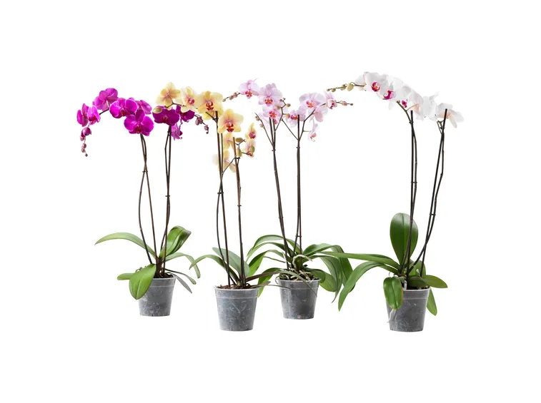 cura delle orchidee-7
