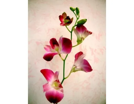 cura delle orchidee-8