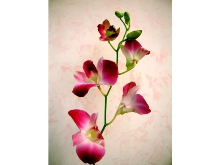 cura delle orchidee-8