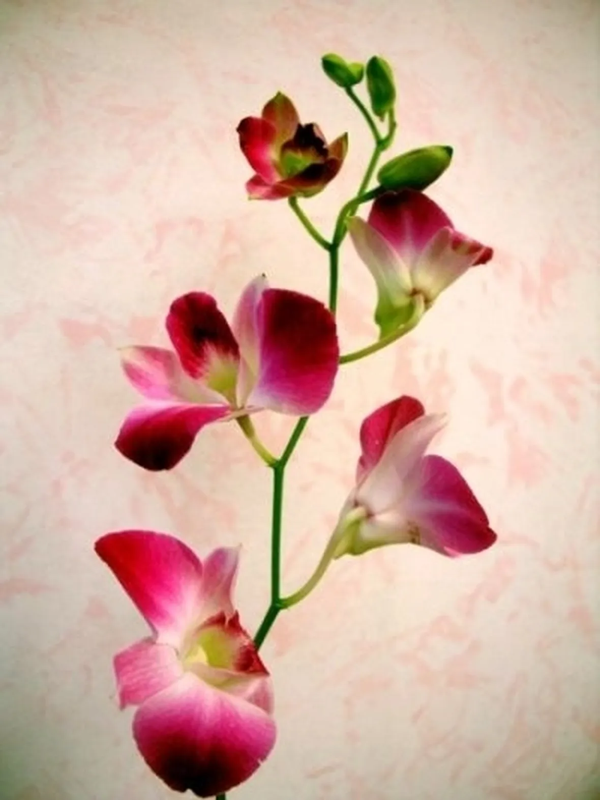 cura delle orchidee-8