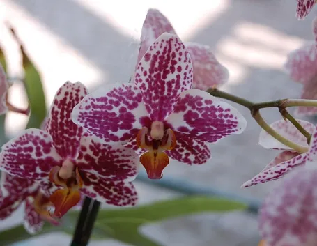 cura delle orchidee-9