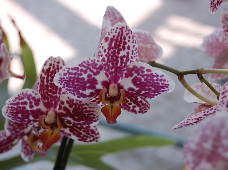 cura delle orchidee-9